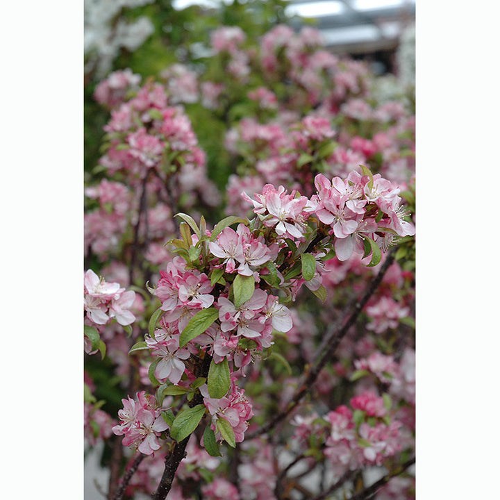 Crabapple Tree, Coralburst, B&B, 1.5" Caliper