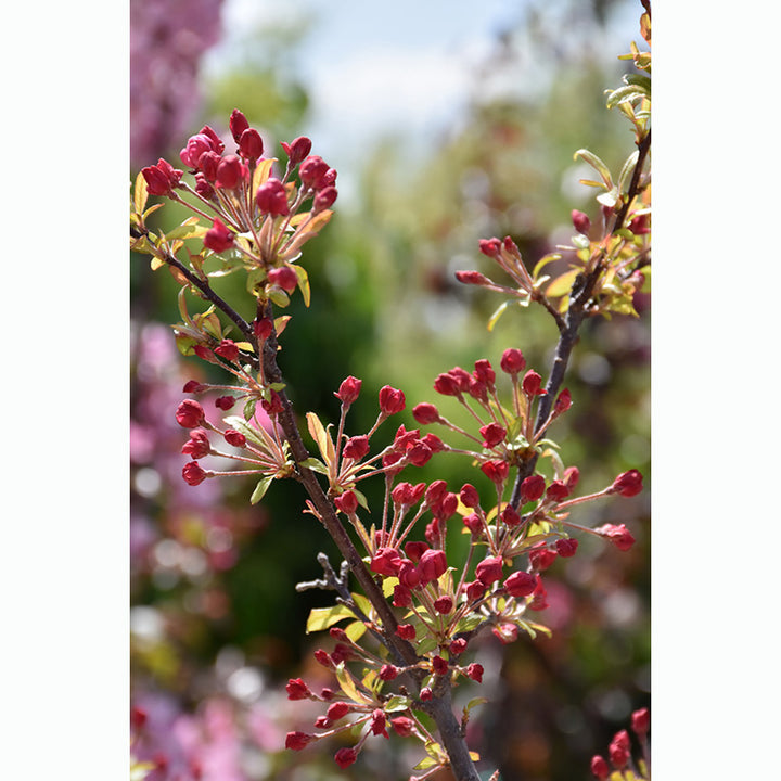 Crabapple Tree, Coralburst, B&B, 1.5" Caliper