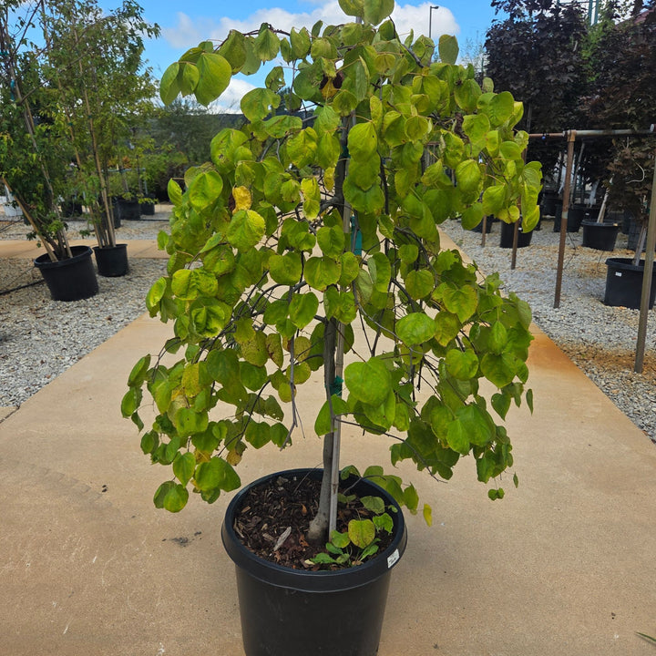 Redbud Golden Falls Tree, 15 Gal.