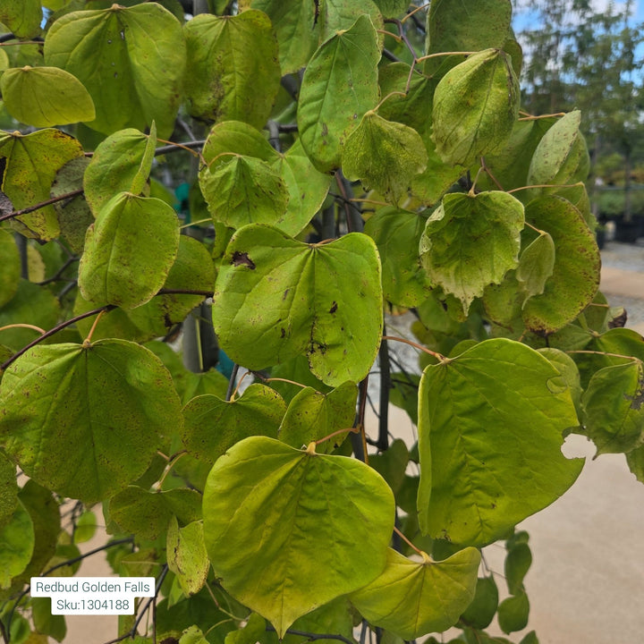 Redbud Golden Falls Tree, 15 Gal.