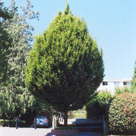 Hornbeam Tree, Columnar, 15 Gallon