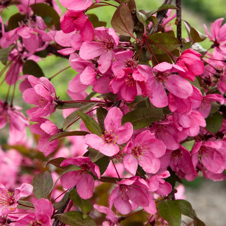 Crabapple Tree, Prairifire, B&B, 1.75" Caliper