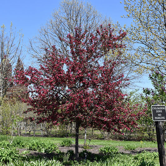 Crabapple Tree, Royal Raindrops, B&B, 2" Caliper