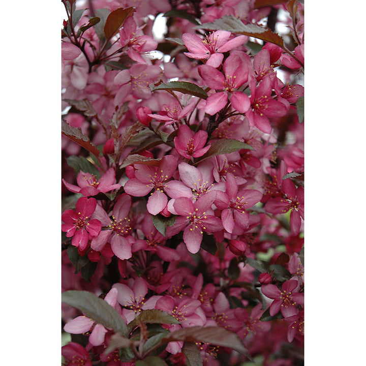 Crabapple Tree, Royal Raindrops, B&B, 1.75" Caliper