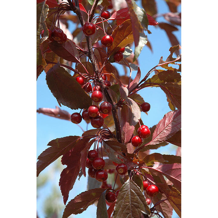 Crabapple Tree, Royal Raindrops, B&B, 2" Caliper