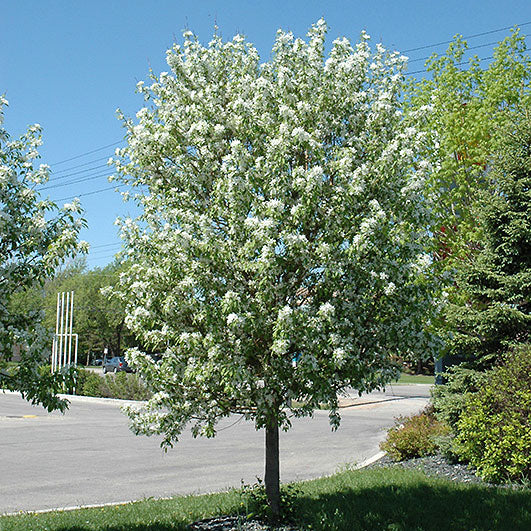 Crabapple Tree, Spring Snow, B&B, 1.75" Caliper