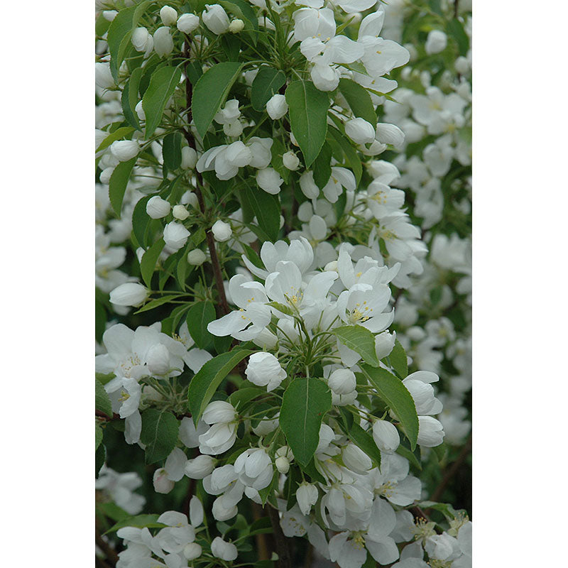 Crabapple Tree, Spring Snow, B&B, 1.75" Caliper