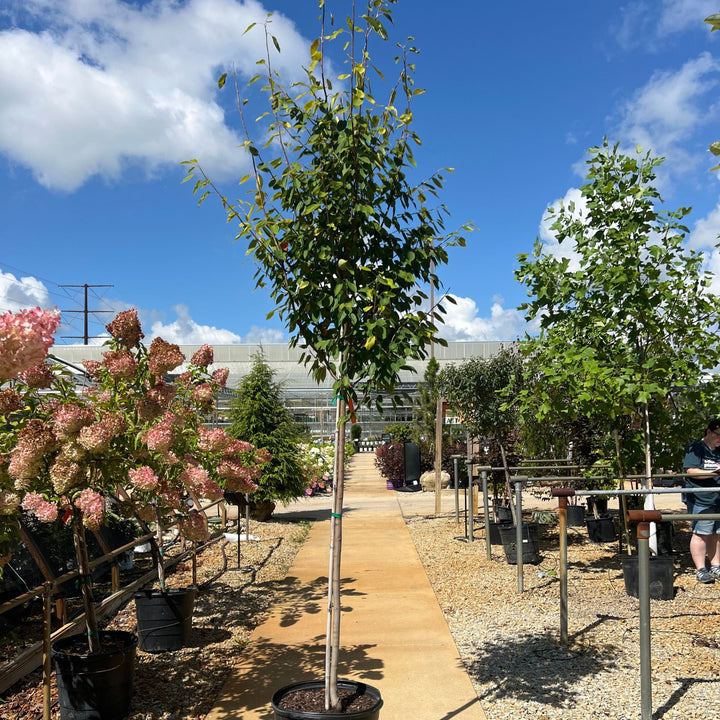 Serviceberry Autumn Brilliance Tree, 7 Gal.