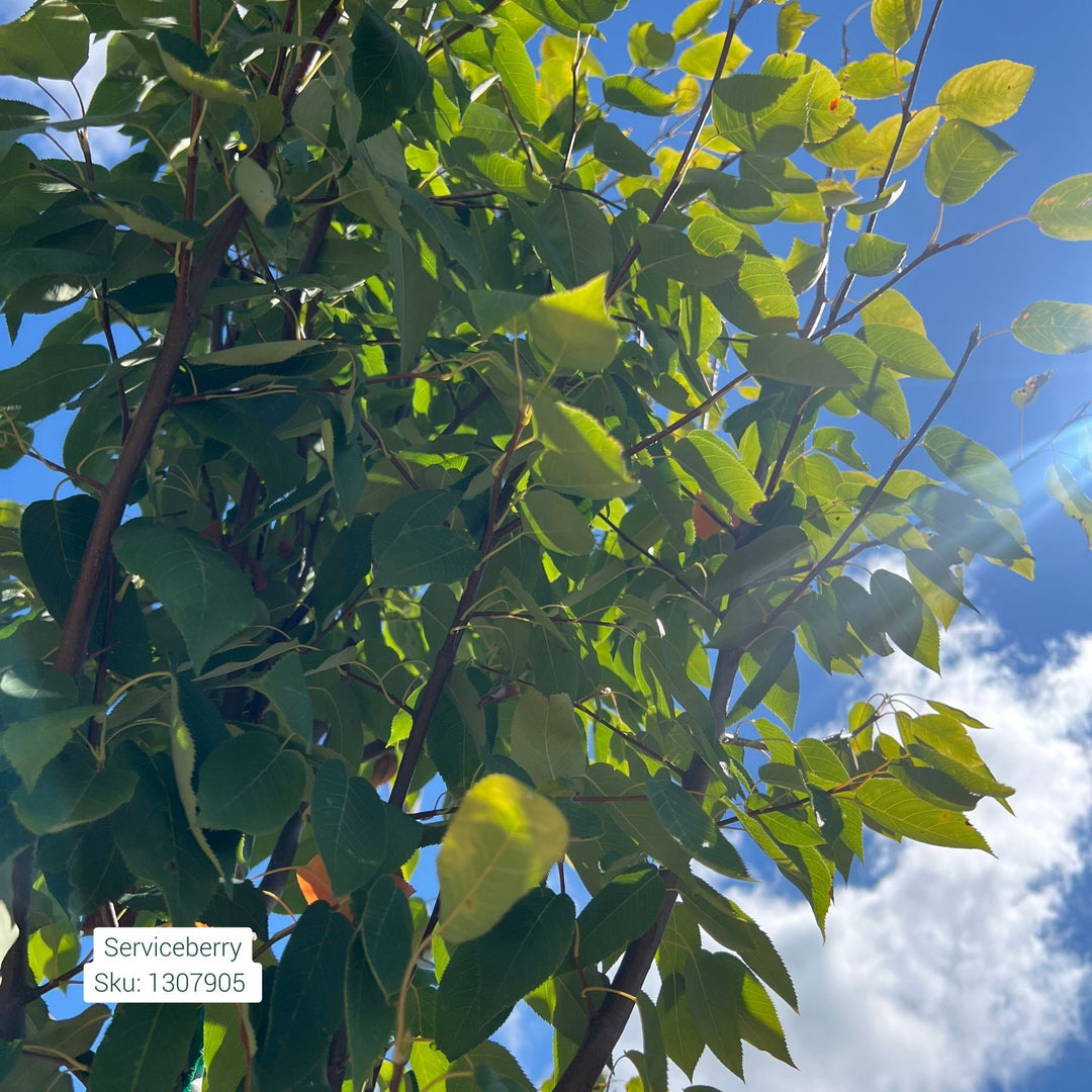 Serviceberry Autumn Brilliance Tree, 7 Gal.