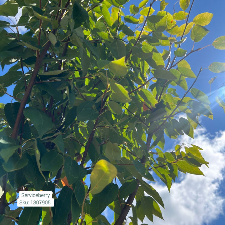 Serviceberry Autumn Brilliance Tree, 7 Gal.