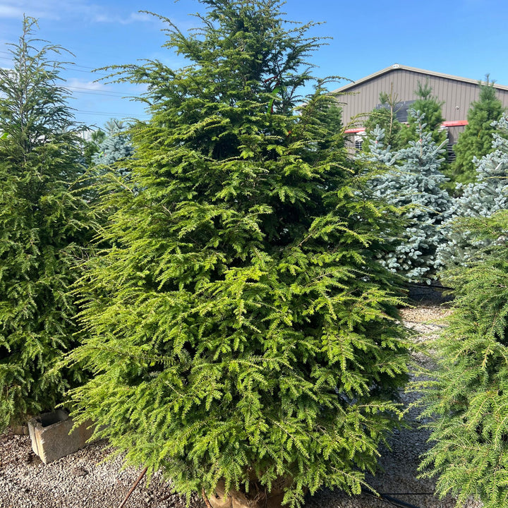 Hemlock Eastern Tree 5ft B&B