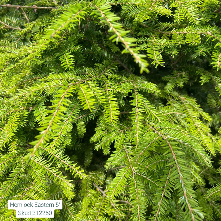 Hemlock Eastern Tree 5ft B&B
