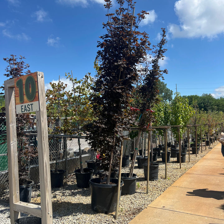 Maple Tree, Crimson Sentry, 25 Gallon