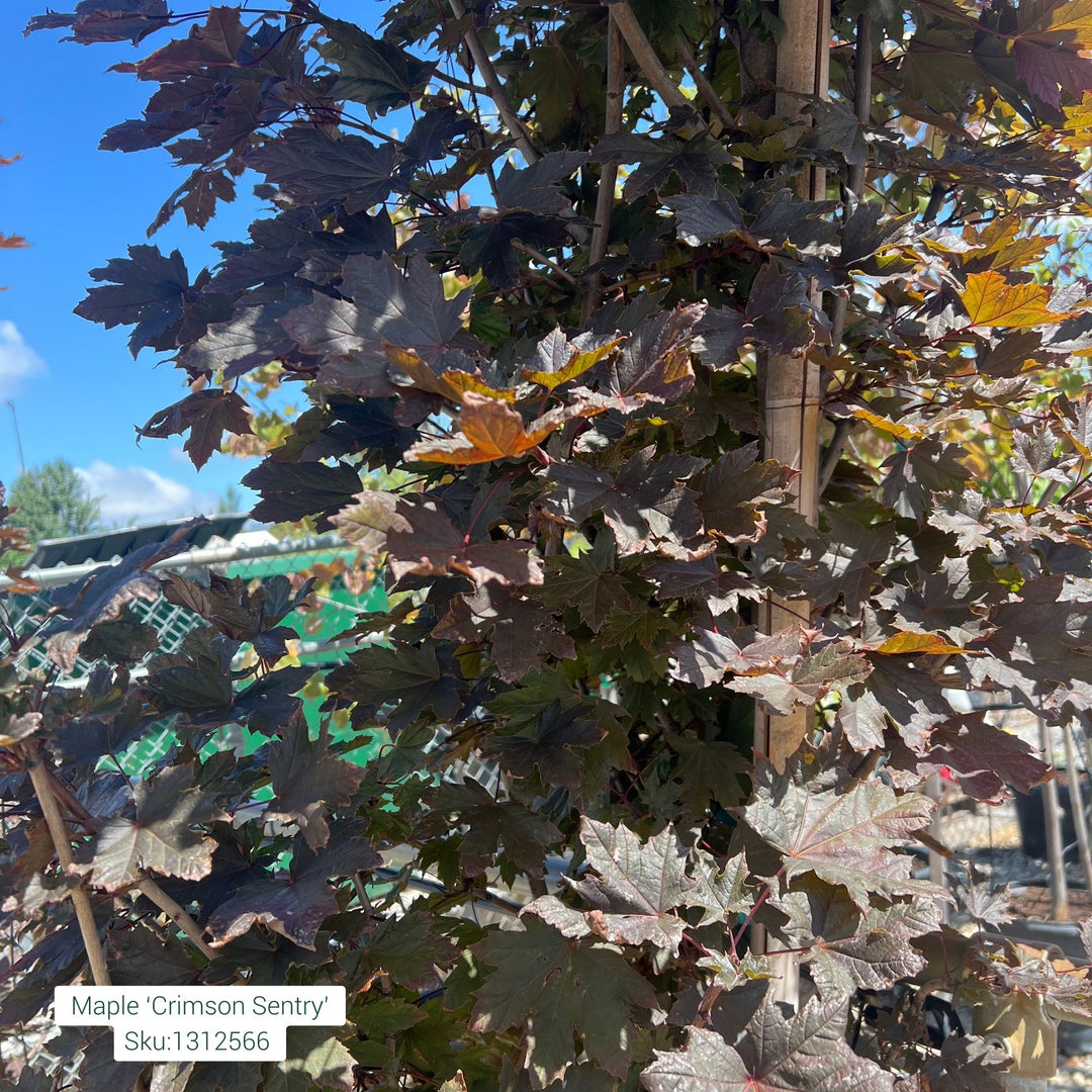 Maple Tree, Crimson Sentry, 25 Gallon