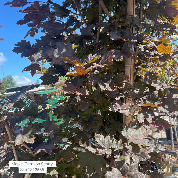 Maple Tree, Crimson Sentry, 25 Gallon