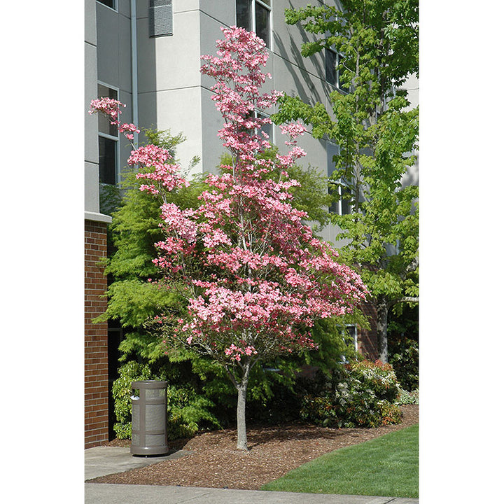 Dogwood Tree, Cherokee Brave, B&B, 3" Caliper