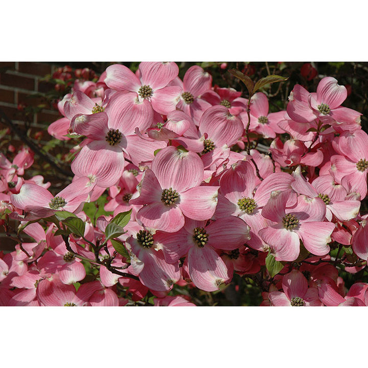 Dogwood Tree, Cherokee Brave, B&B, 3" Caliper