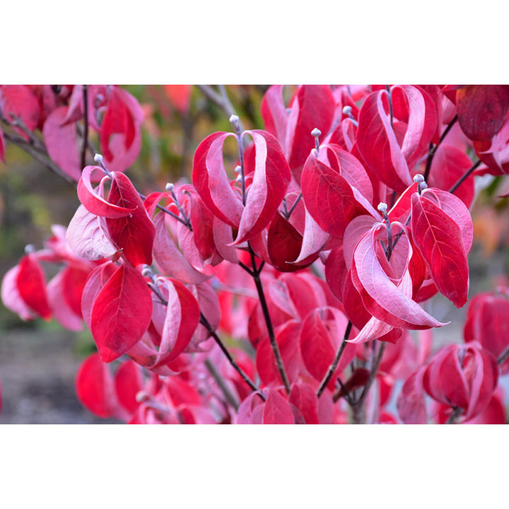 Dogwood Tree, Cherokee Brave, B&B, 3" Caliper