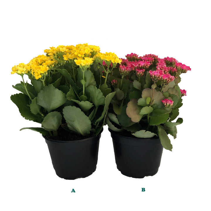 Kalanchoe, Live Plant, 6 in. Pot