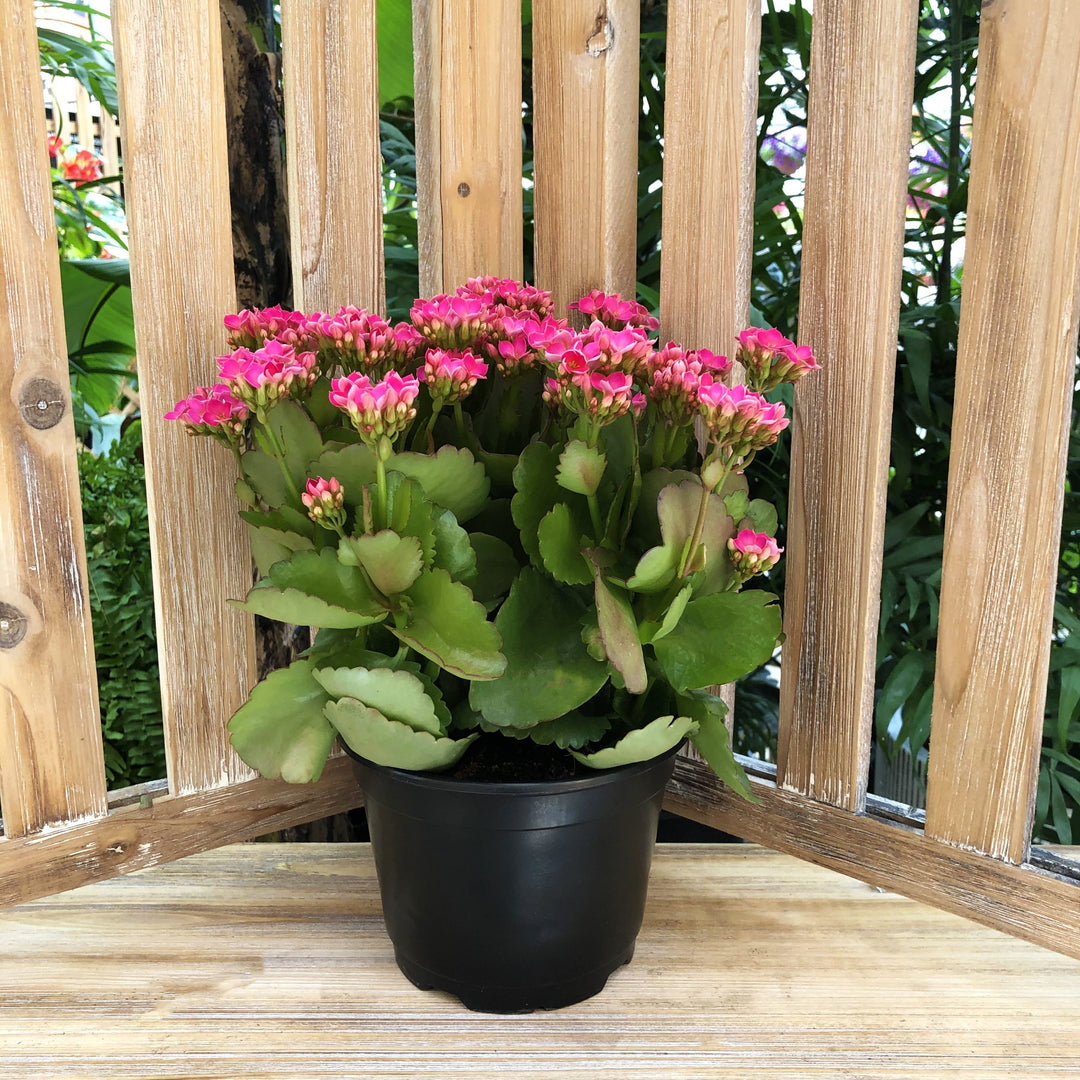 Kalanchoe, Live Plant, 6 in. Pot