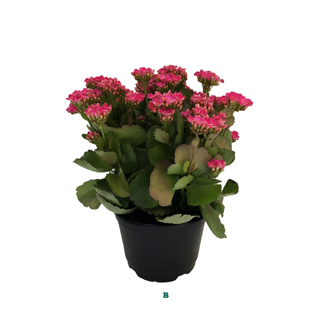 Kalanchoe, Live Plant, 6 in. Pot