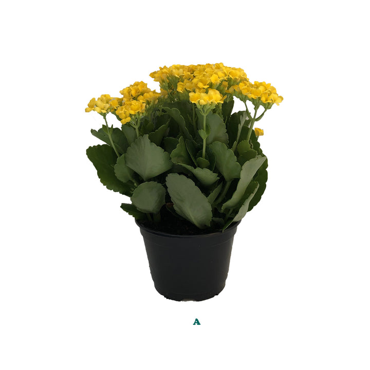 Kalanchoe, Live Plant, 6 in. Pot