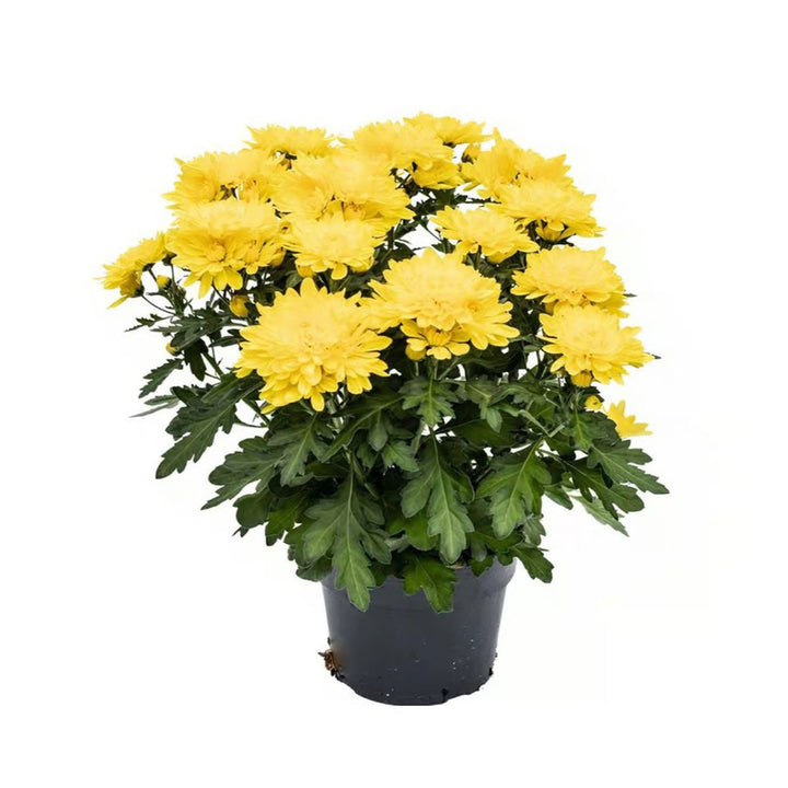 6" Florist Mum - Assorted Colors