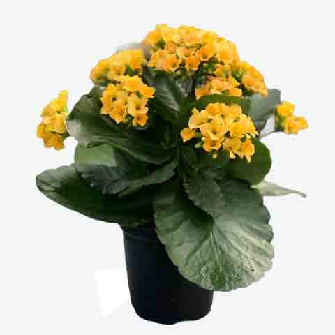 Kalanchoe, Live Plant 4.5 in. Pot