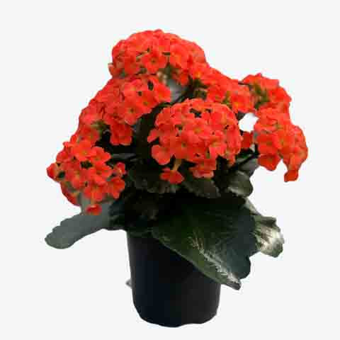 Kalanchoe, Live Plant 4.5 in. Pot