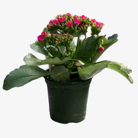 Kalanchoe, Live Plant 4.5 in. Pot