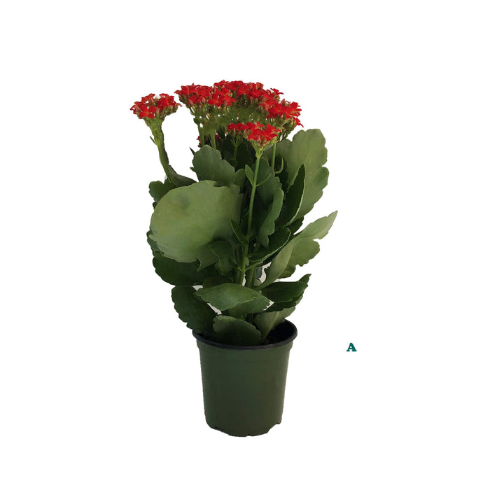 Kalanchoe, Live Plant 4.5 in. Pot