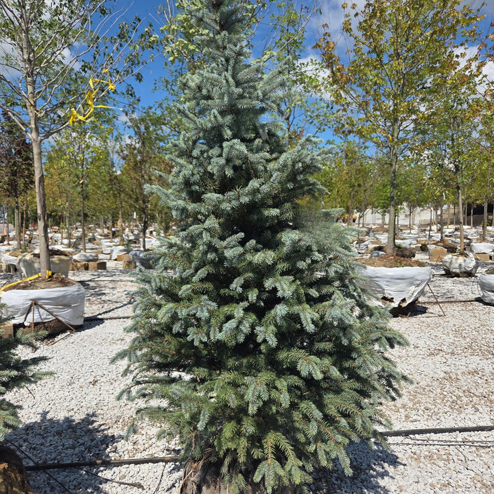 Fat Albert Spruce Tree B&B 4-5ft