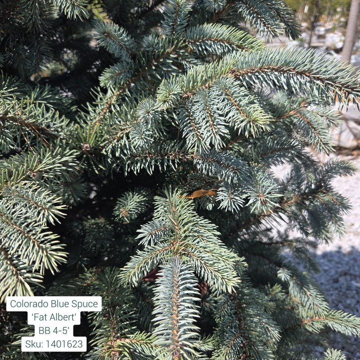 Fat Albert Spruce Tree B&B 4-5ft