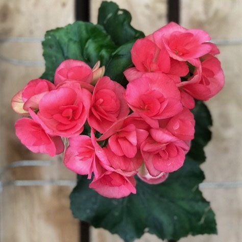 Rieger Begonia, Live Plant, 4.5 in. Pot