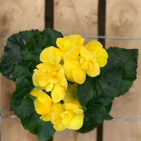 Rieger Begonia, Live Plant, 4.5 in. Pot