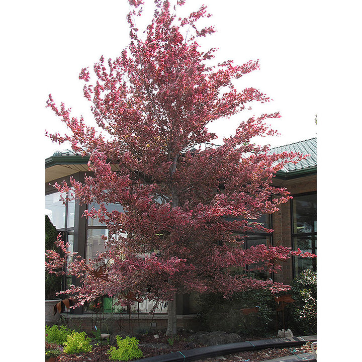 Beech Tree, Tri-Color, B&B, 1.75" Caliper