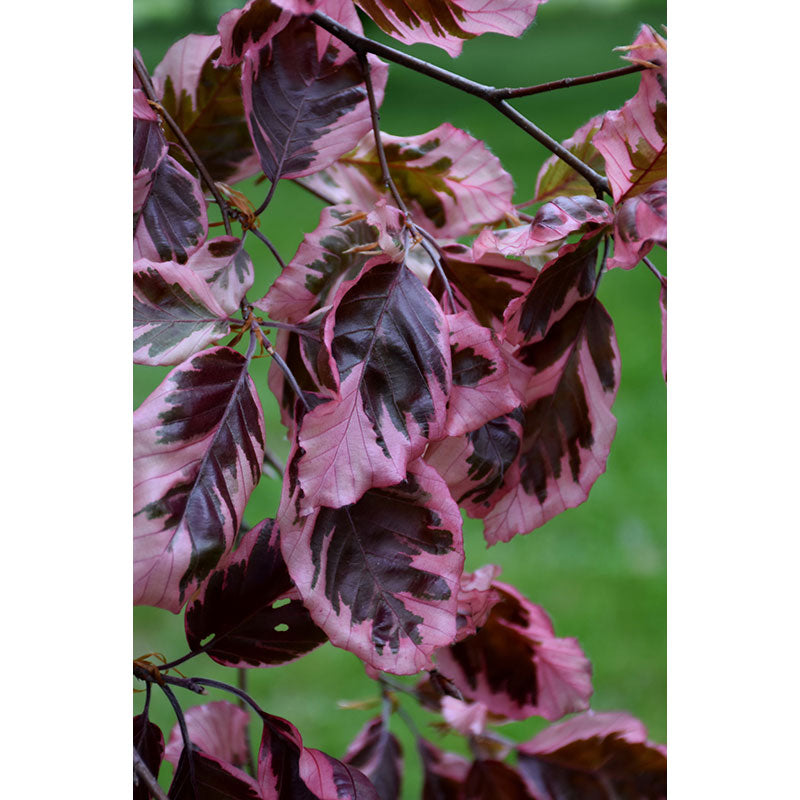 Beech Tree, Tri-Color, B&B, 1.75" Caliper