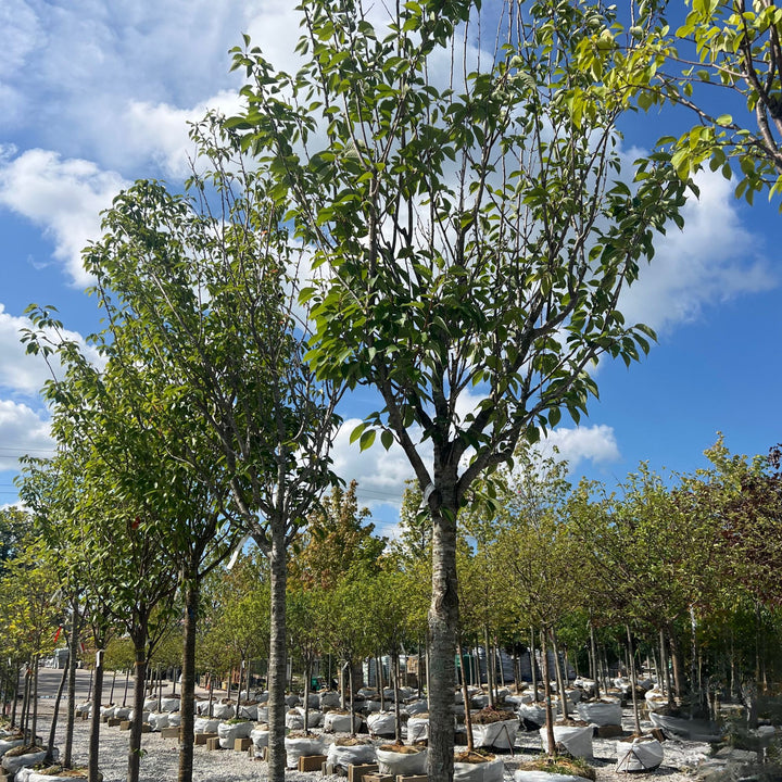 Cherry Kwanzan Tree, B&B 2.5"