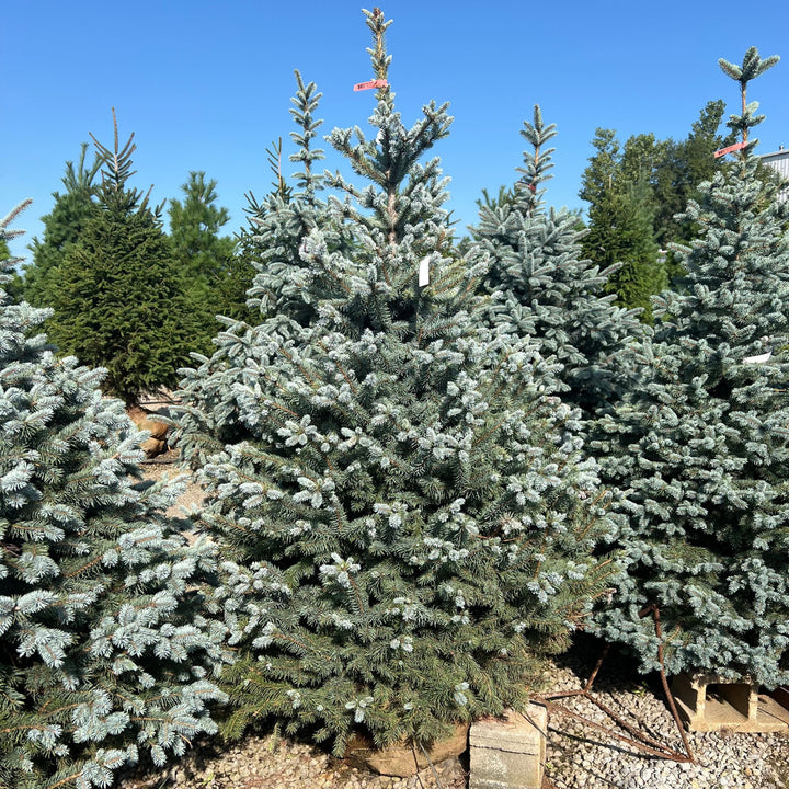 Colorado Baby Blue Spruce Tree, B&B 4-5'