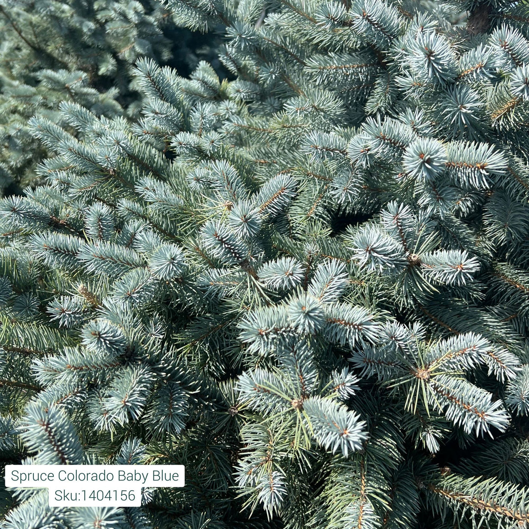 Colorado Baby Blue Spruce Tree, B&B 4-5'