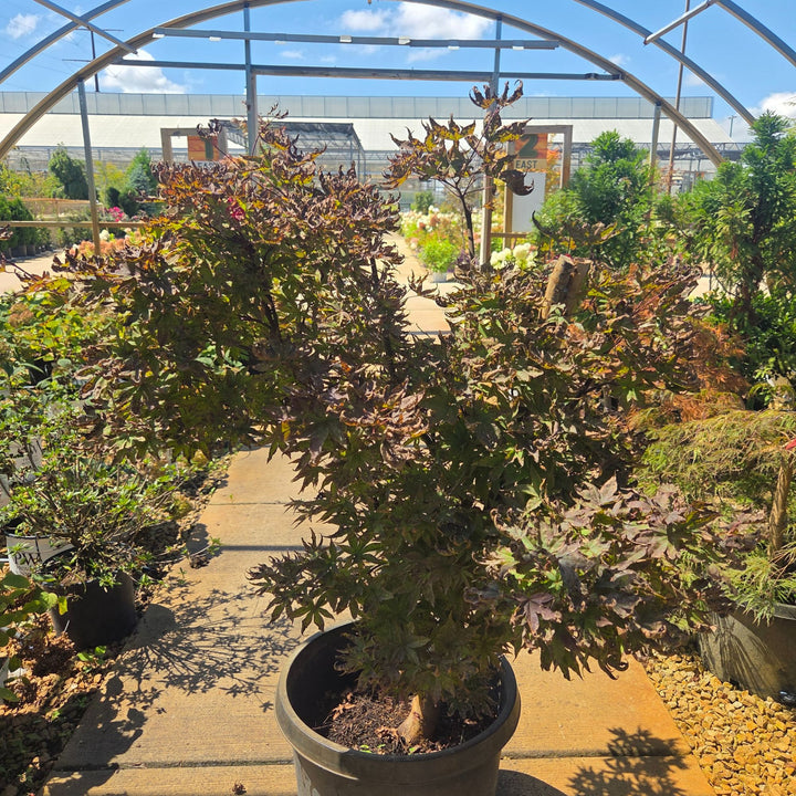 Twombly's Red Japanese Maple Tree, 15 Gal.