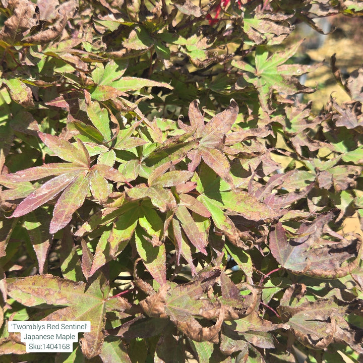 Twombly's Red Japanese Maple Tree, 15 Gal.