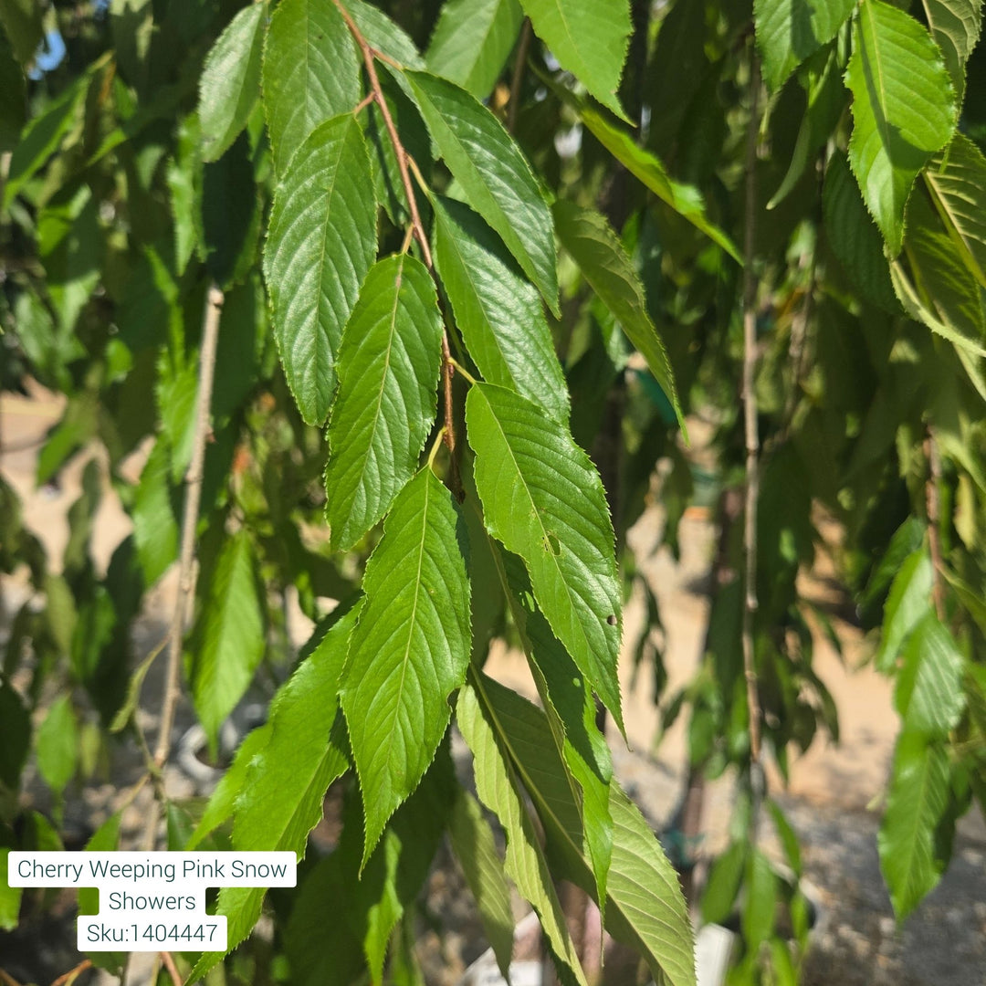 Ornamental Cherry Pink Snow Showers Tree, 7 Gal.