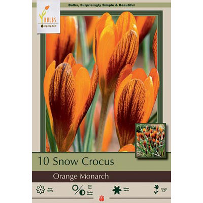 Netherland Bulb Co. Crocus, Orange Monarch Bulbs