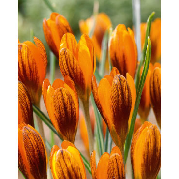 Netherland Bulb Co. Crocus, Orange Monarch Bulbs