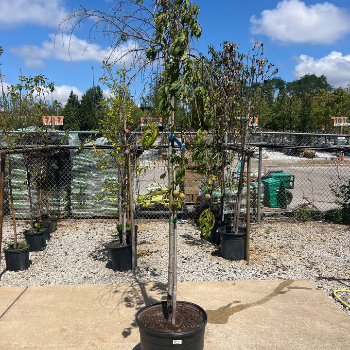 Ornamental Peach Royal Pendant Tree, 15 Gal.