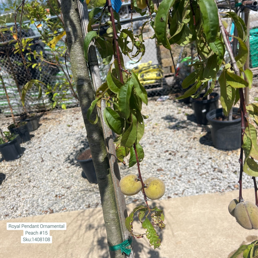 Ornamental Peach Royal Pendant Tree, 15 Gal.
