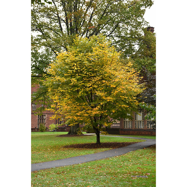 Yellowwood Tree, B&B, 2.5" Caliper