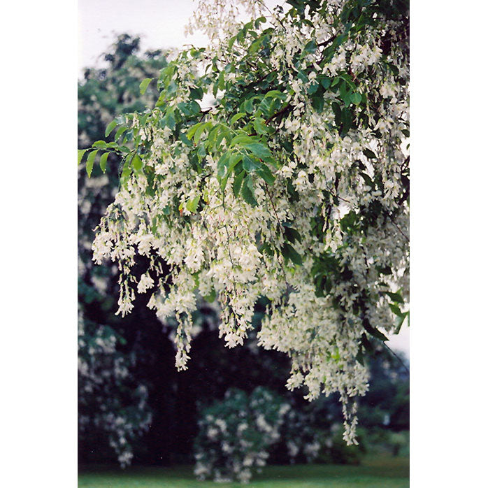 Yellowwood Tree, B&B, 2.5" Caliper