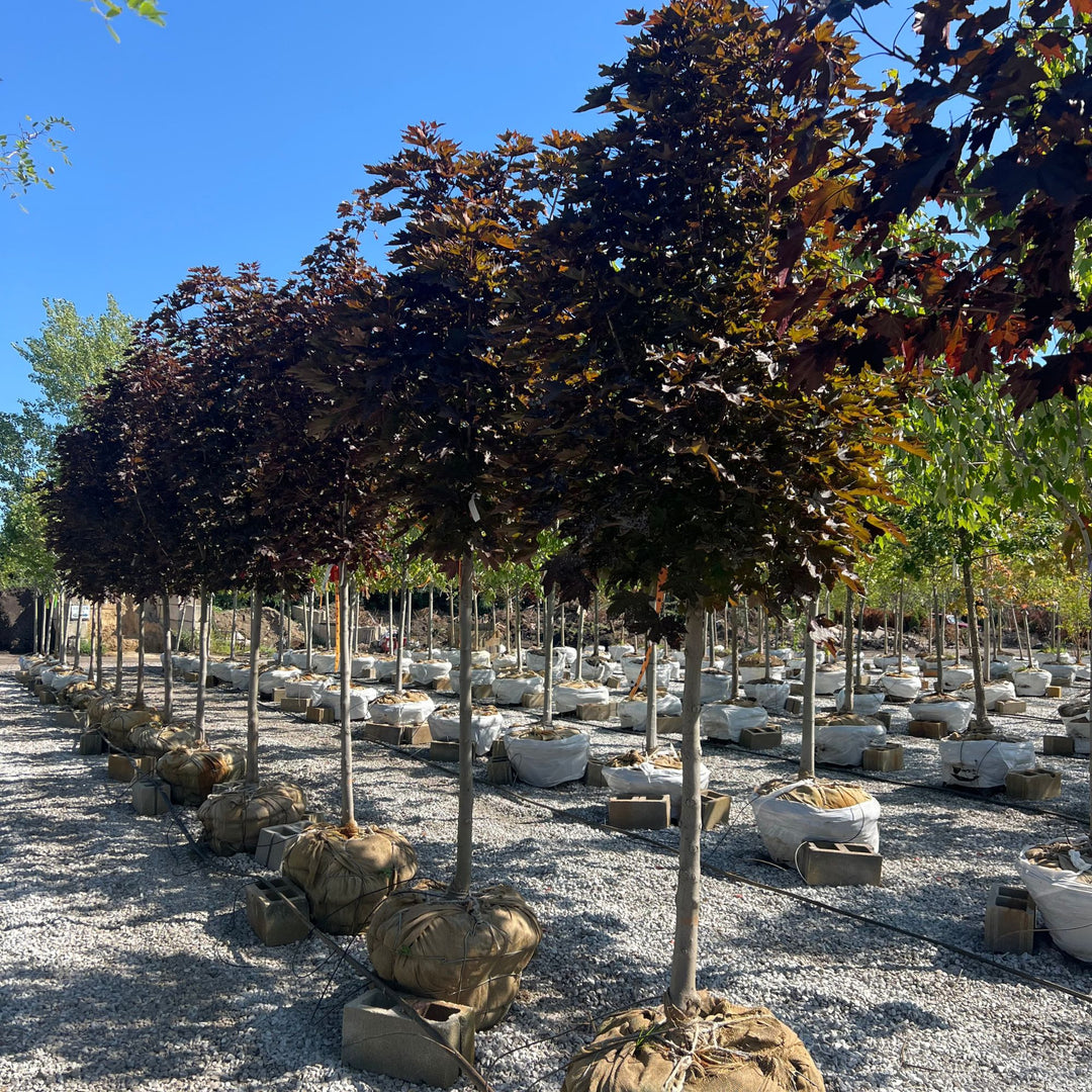 Maple Tree, Crimson Sentry, B&B, 2" Caliper